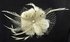 LSH00164 - Ivory Feather & Flower Fascinator